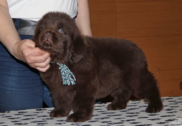 Фото: ньюфаундленд N'yufort Vivian (Ньюфорт Вивиан)