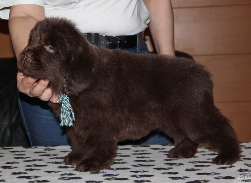 Фото: ньюфаундленд N'yufort Vivian (Ньюфорт Вивиан)