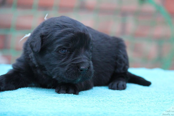 Фото: ньюфаундленд Dikovinka s Berega Dona (Диковинка с Берега Дона)