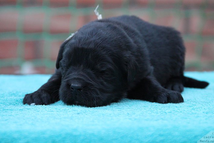 Фото: ньюфаундленд Dikovinka s Berega Dona (Диковинка с Берега Дона)