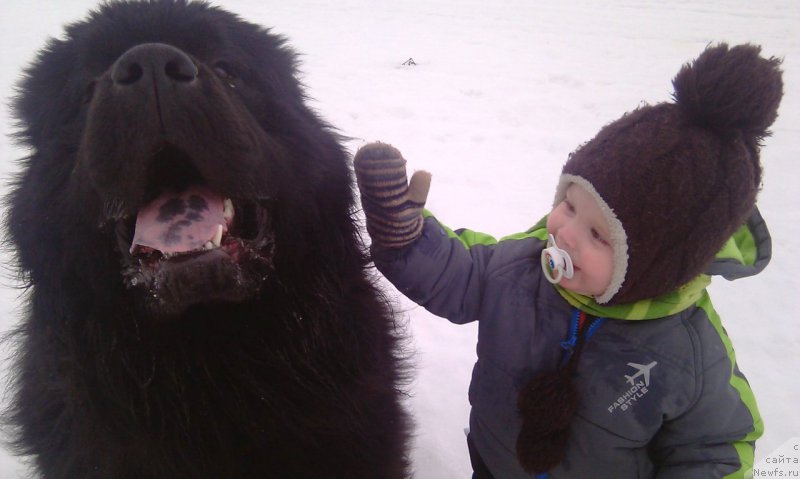 Фото: ньюфаундленд Blek Genius Brilliant (Блек Гениус Бриллиант)