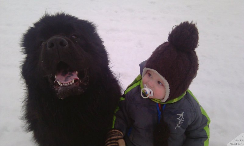 Фото: ньюфаундленд Blek Genius Brilliant (Блек Гениус Бриллиант)