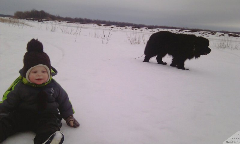 Фото: ньюфаундленд Blek Genius Brilliant (Блек Гениус Бриллиант)