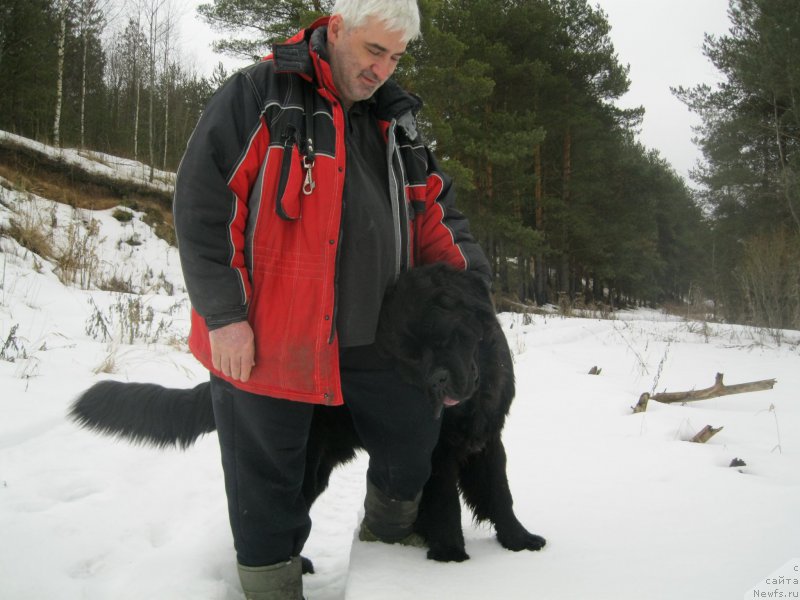 Фото: ньюфаундленд Chernaya Mafia Short and Sweet (Черная Мафия Шорт анд Свеет)