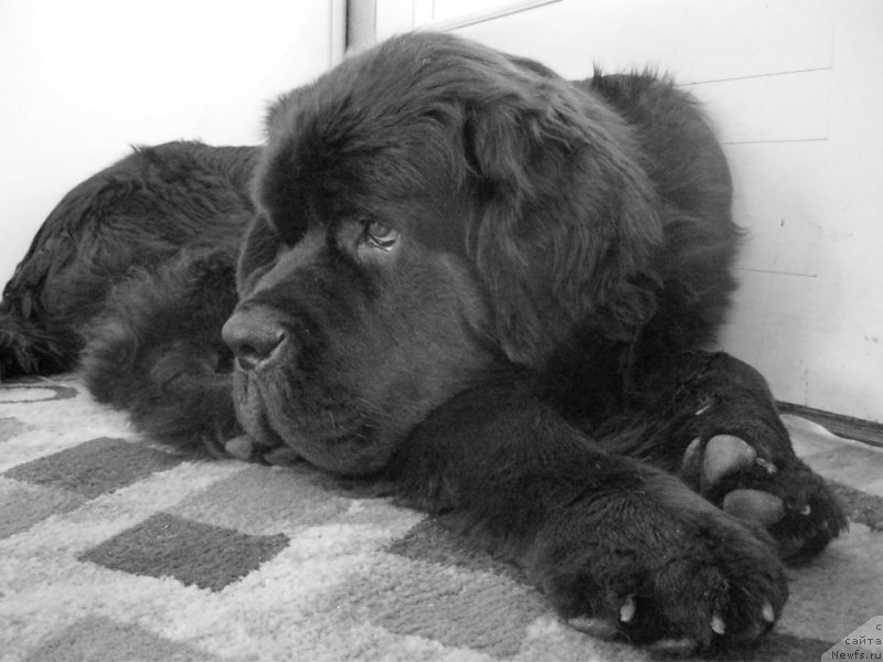 Фото: ньюфаундленд Chernaya Mafia Short and Sweet (Черная Мафия Шорт анд Свеет)