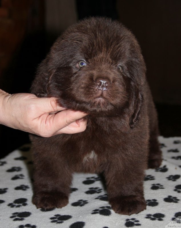 Фото: ньюфаундленд N'yufort Vasabi (Ньюфорт Васаби)