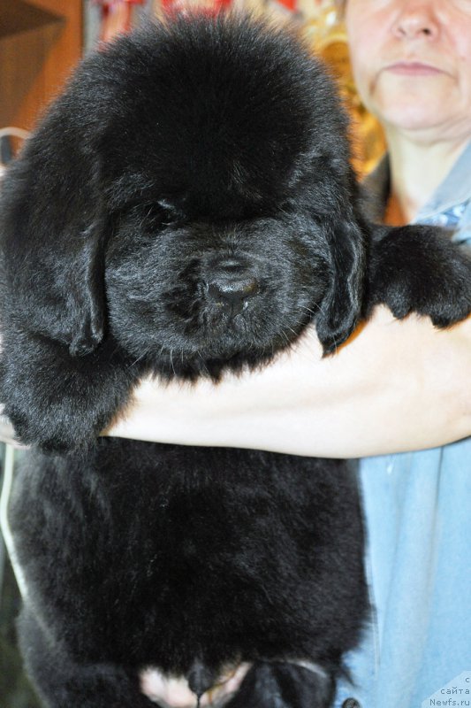 Фотография № 176693