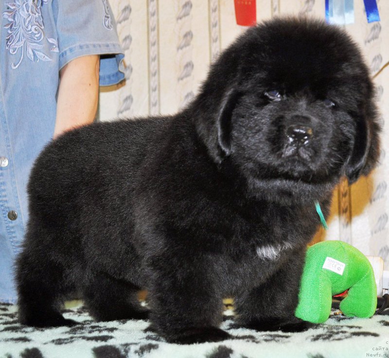 Фотография № 176697