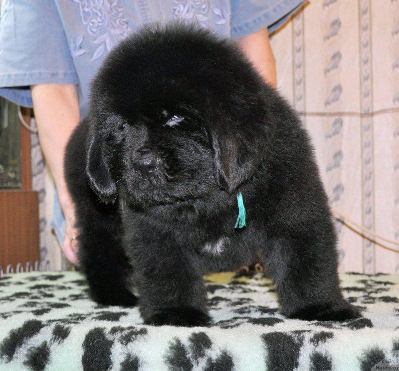 Фотография № 176698