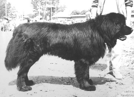 Фото: ньюфаундленд Zevs Ski Pat (Зевс Ски Пат)