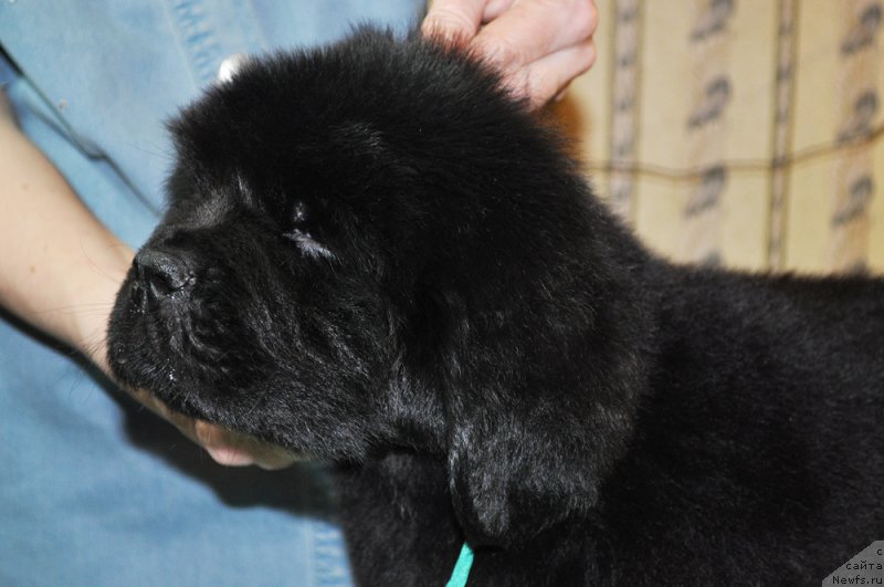 Фотография № 176700