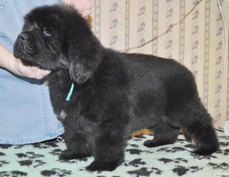 Фотография № 176701