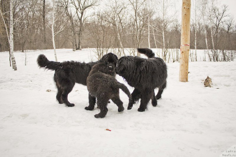 Фото: ньюфаундленд CHernyiy Balu Dobryinya (Черный Балу Добрыня), ньюфаундленд N'yu-Pom-SHir Bond Djeyms (Нью-Пом-Шир Бонд Джеймс), ньюфаундленд L'vinoe Serdce (Львиное Сердце)
