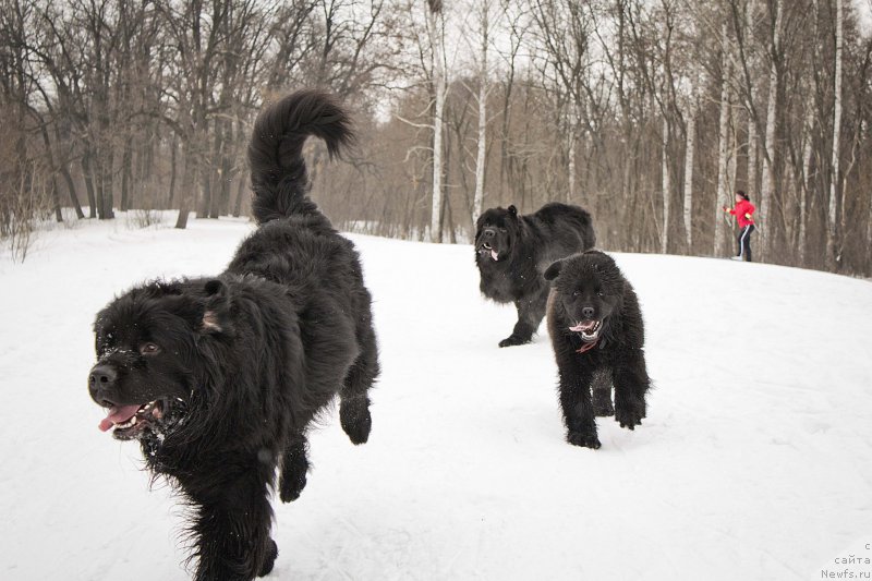 Фото: ньюфаундленд L'vinoe Serdce (Львиное Сердце), ньюфаундленд N'yu-Pom-SHir Bond Djeyms (Нью-Пом-Шир Бонд Джеймс), ньюфаундленд CHernyiy Balu Dobryinya (Черный Балу Добрыня)