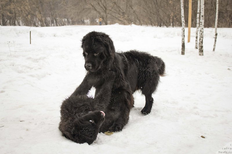 Фотография № 176711