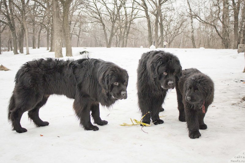 Фотография № 176714