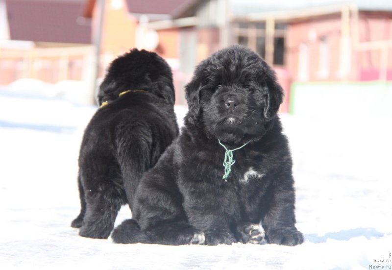 Фото: Аквиан Сонг Паприка.
