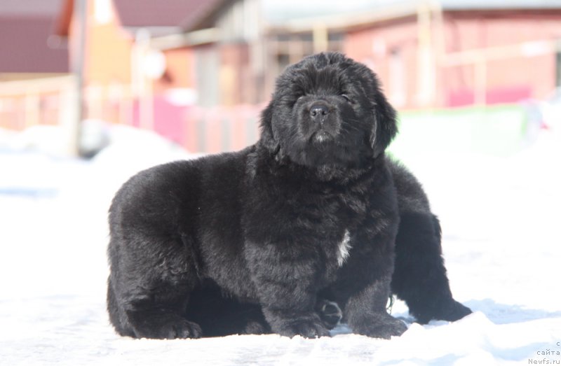 Фото: АС Пэрфект Бэлла