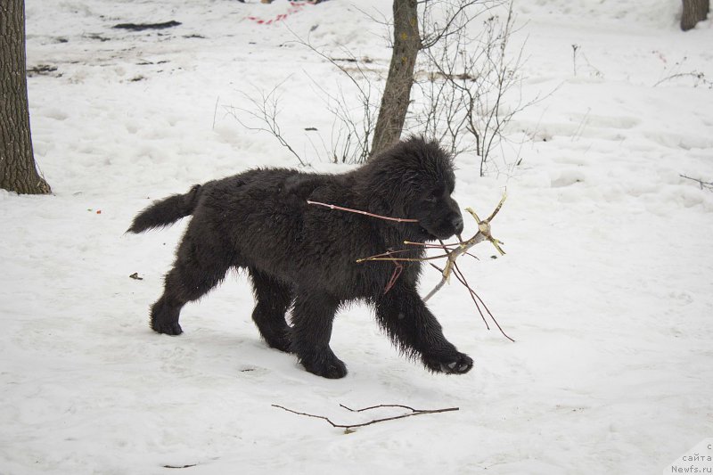 Фото: ньюфаундленд N'yu-Pom-SHir Bond Djeyms (Нью-Пом-Шир Бонд Джеймс)