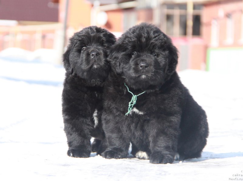 Фото: АС Пэрфект Бэлла и Аквиан Сонг Паприка.