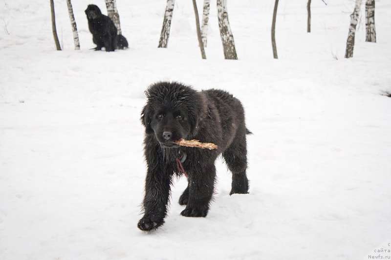 Фотография № 176720