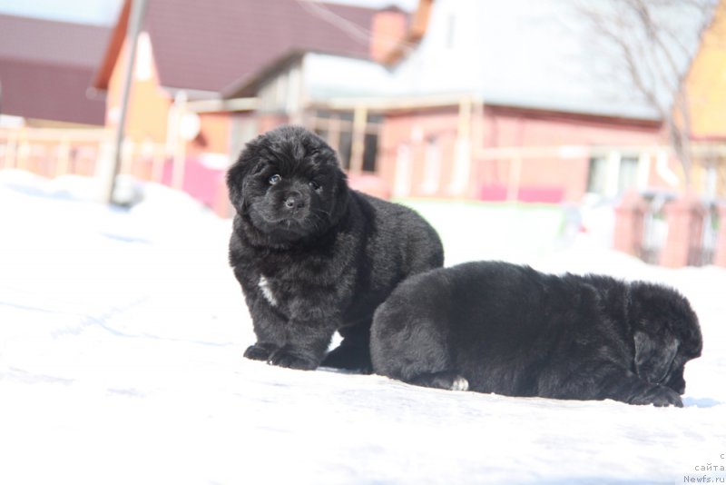 Фото: АС Пэрфект Бэлла