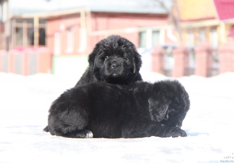 Фото: АС Пэрфект Бэлла