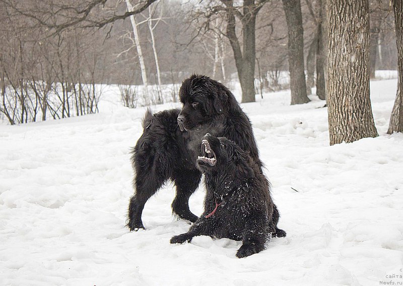 Фотография № 176729