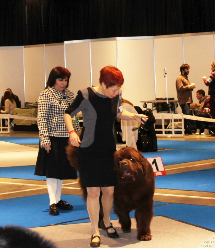 Фото: ньюфаундленд Charmer Denkam Bronze (Чармер Денкам Бронз)