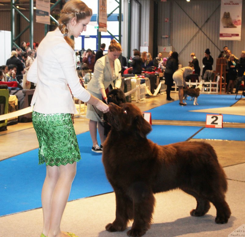 Фото: ньюфаундленд Charli The Best Helfi Pel (Чарли Де Бест Хелфи Пэл)