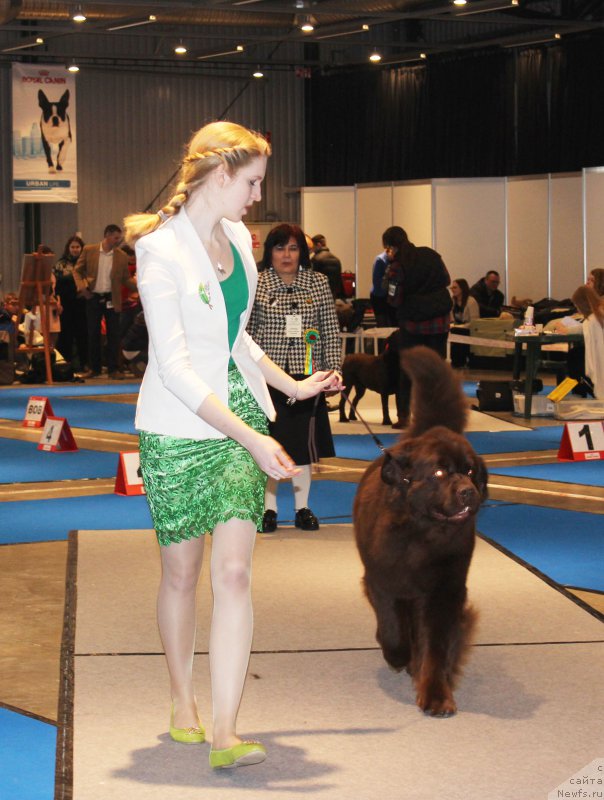 Фото: ньюфаундленд Charli The Best Helfi Pel (Чарли Де Бест Хелфи Пэл)