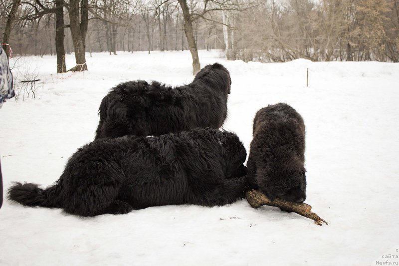 Фото: ньюфаундленд CHernyiy Balu Dobryinya (Черный Балу Добрыня), ньюфаундленд L'vinoe Serdce (Львиное Сердце), ньюфаундленд N'yu-Pom-SHir Bond Djeyms (Нью-Пом-Шир Бонд Джеймс)