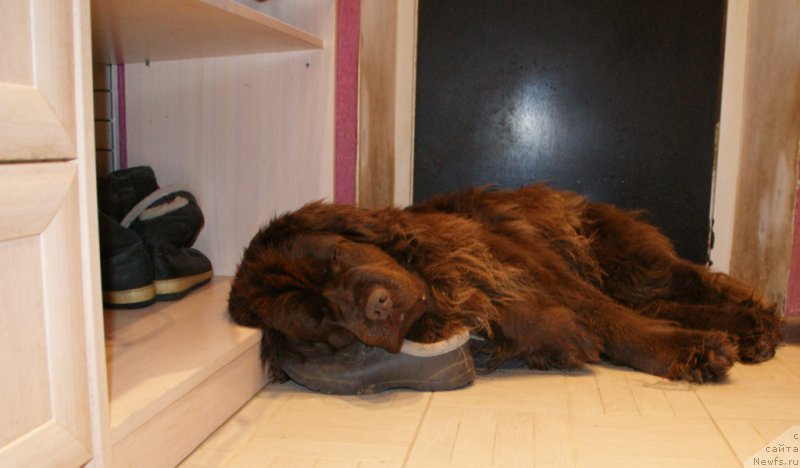 Фото: ньюфаундленд Van Len Taym Jenev'eva (Ван Лен Тайм Женевьева)