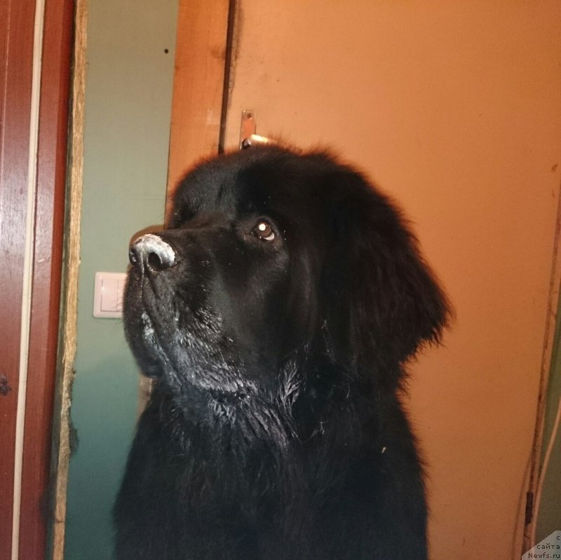 Фото: ньюфаундленд Chernaya Mafia Shrodinger Theory (Черная Мафия Шродингер Тхеору)