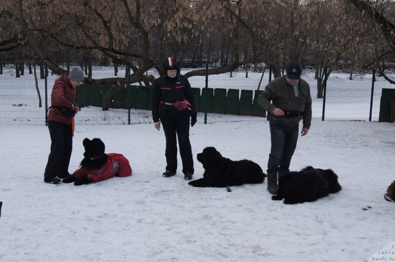 Фото: Ol'ga Muzyichuk (Ольга Музычук), ньюфаундленд Black Blues iz Volotova, Larisa Kutina (Лариса Кутина), ньюфаундленд Belkonder-Club Ugli-Boogli (Белкондер-Клаб Угли-Бугли), Andrey Vasil'cov (Андрей Васильцов), ньюфаундленд Laymar Seynari (Лаймар Сейнари)