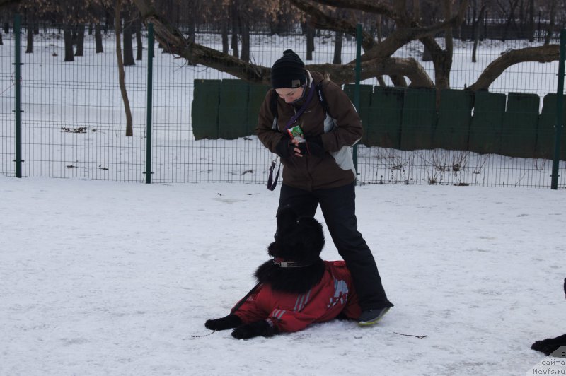 Фото: Aleksandra Fetisova (Александра Фетисова), ньюфаундленд Belkonder-Club Ugli-Boogli (Белкондер-Клаб Угли-Бугли)