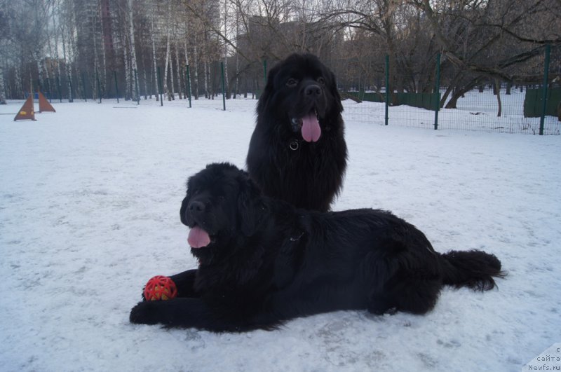 Фотография № 176783