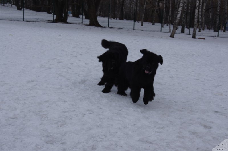 Фотография № 176787