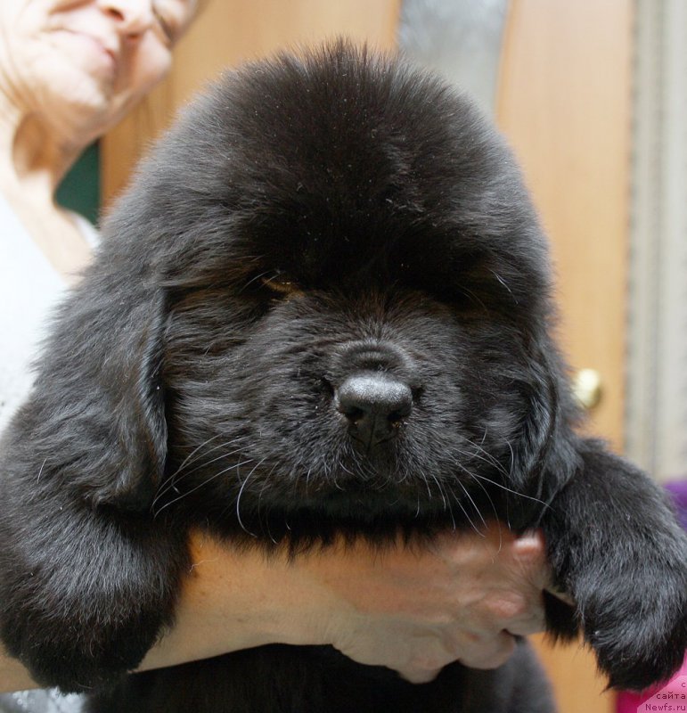 Фотография № 176793