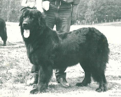 Фото: ньюфаундленд Lesya Skizan (Леся Скизан)