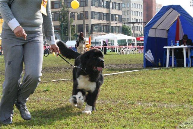 Фото: ньюфаундленд Pitern'yuf Jivanshi (Питерньюф Живанши)