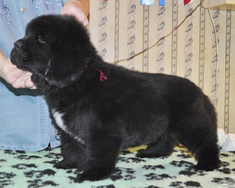 Фото: Beguschaya po Volnam Bobby-Dazzler