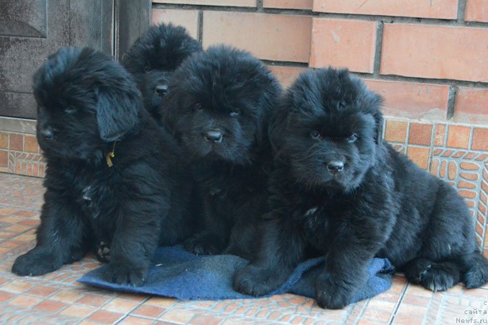 Фото: дети, ньюфаундленд Charuyuschiy Chezario (Чарующий Чезарио), ньюфаундленд Amber Charm Ilarita (Амбер Чарм Иларита)