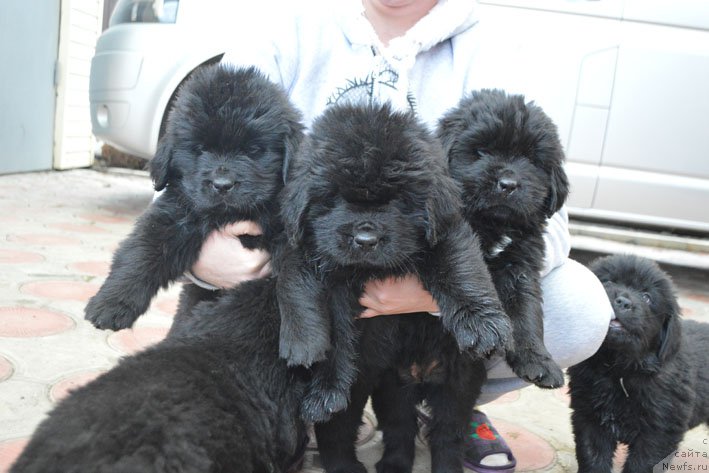 Фото: дети, ньюфаундленд Charuyuschiy Chezario (Чарующий Чезарио), ньюфаундленд Amber Charm Ilarita (Амбер Чарм Иларита)
