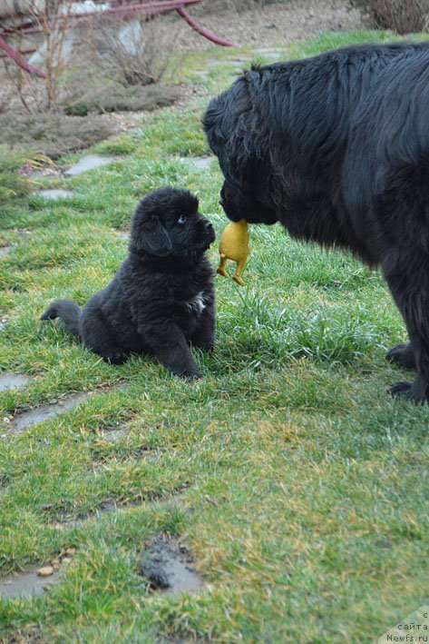 Фото: дети, ньюфаундленд Amber Charm Ilarita (Амбер Чарм Иларита)