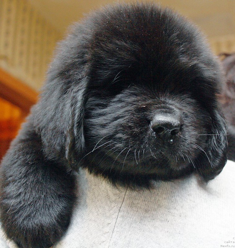 Фотография № 176806