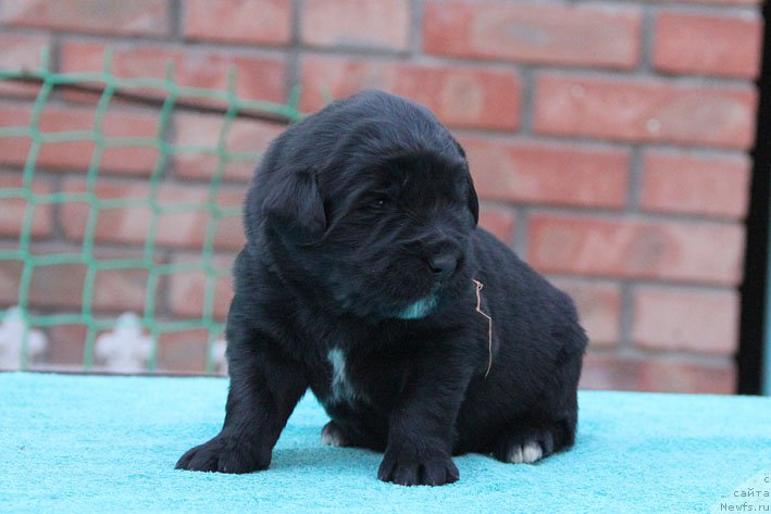 Фото: ньюфаундленд Dary Prinosjashhaya s Berega Dona (Дары Приносящая с Берега Дона)