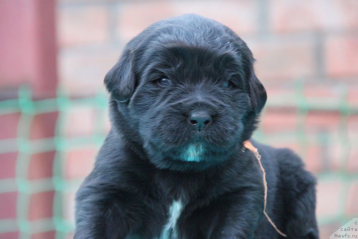 Фото: ньюфаундленд Dary Prinosjashhaya s Berega Dona (Дары Приносящая с Берега Дона)