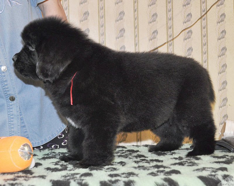 Фотография № 176811