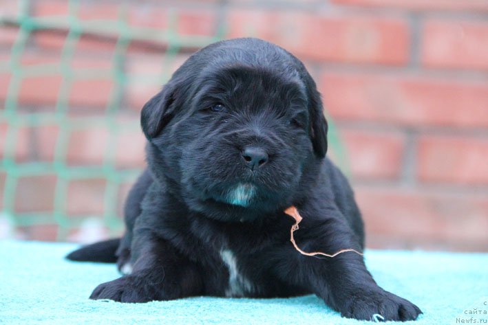 Фото: ньюфаундленд Dary Prinosjashhaya s Berega Dona (Дары Приносящая с Берега Дона)